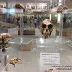 Πικέρμι, παγκόσμιας αξίας απολιθώματα στην Αττική!