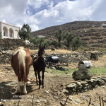 Πώς λέγονται τα μωρά των ζώων